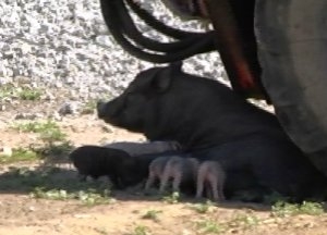 Под Мариуполем бродячие свиньи  держат в страхе весь поселок