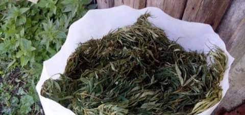 На Луганщине  житель села хранил 15 кг марихуаны для «нетрадиционной медицины» 
