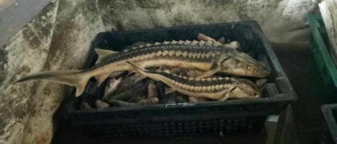 На Донетчине задержаны рыбаки-браконьеры