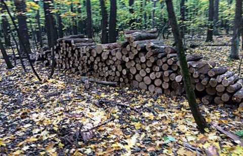 В Великоанадольском лесу правоохранители остановили незаконную вырубку деревьев молодого дуба
