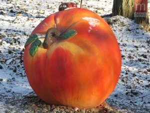 В Мариуполе "рассыпались" яблоки на снегу 