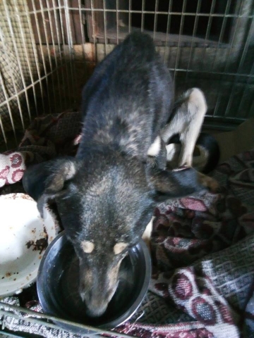 В Бахмуте зоозащитники спасли собаку, упавшую в 15-метровый заброшенный колодец 