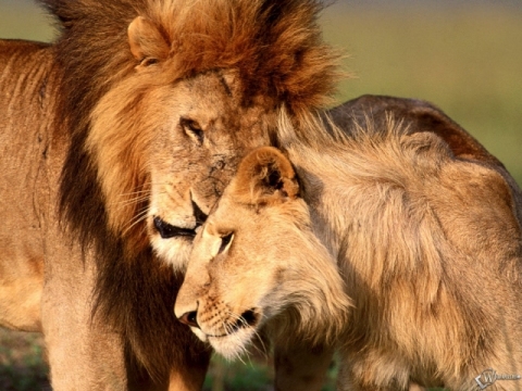 Ради спасения самоубийцы в зоопарке застрелили двух львов