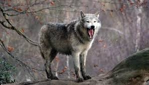 В Волновахском районе убили зараженного бешенством волка