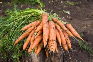 За год цена на морковь увеличилась на 60%