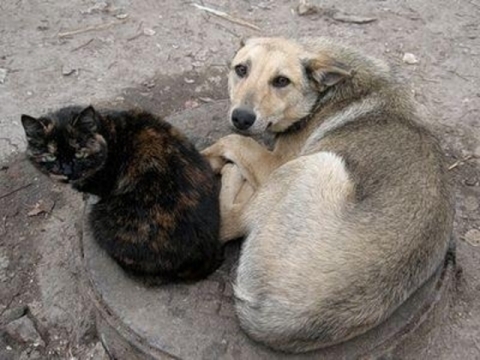 В Доброполье начнут стерилизовать бездомных животных