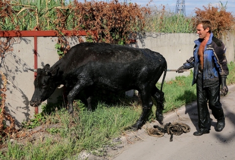 Мариупольские спасатели из грязи вытаскивали корову