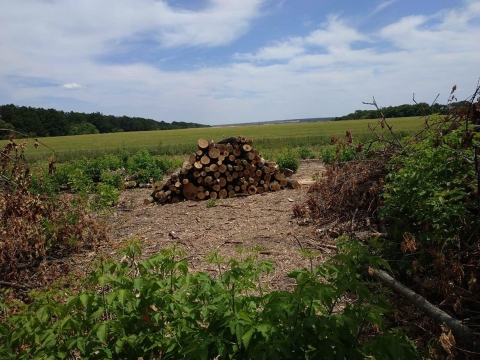 В Добропольском районе неизвестные проводили незаконную вырубку леса