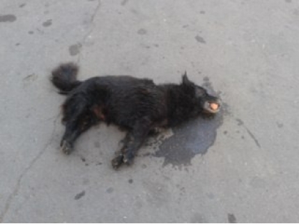 В Мариуполе началась настоящая травля бездомных собак