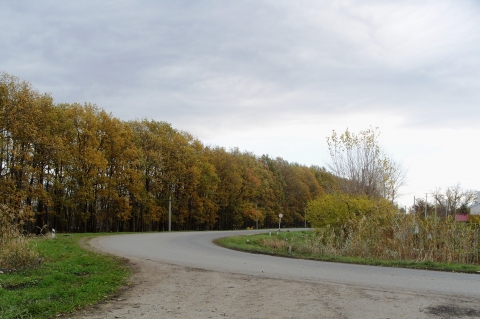 В Добропольском районе нашли тело женщины в лесополосе