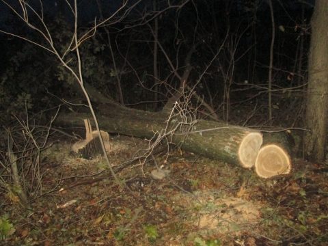 В Славянском районе злоумышленники вырубили дубов на полмиллиона гривен (ФОТО)