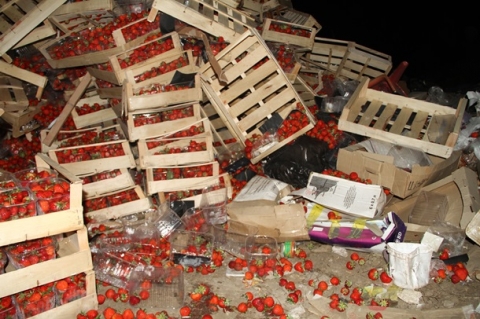 40 тонн клубники из Украины раздавили бульдозером в России