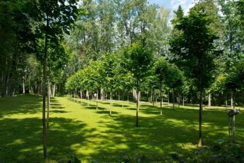 В Краматорске высадят молодые деревья