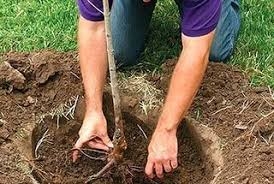 В Горняке подростки, сломавшие саженцы деревьев, высадили новые растения