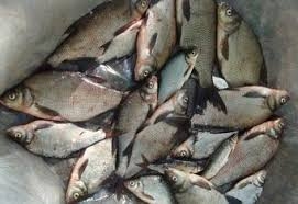 В Донецкой области браконьеры выловили почти 90 кг рыбы на электроудочку