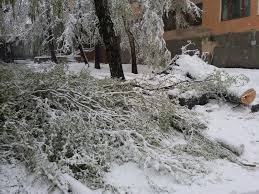 От снегопада в Северодонецке пострадали семь человек, рухнуло около 80 деревьев