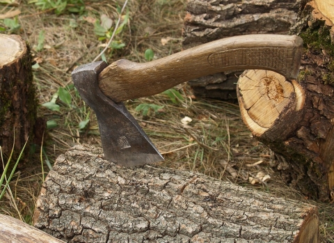 Два жителя Краматорска незаконно вырубили 260 деревьев