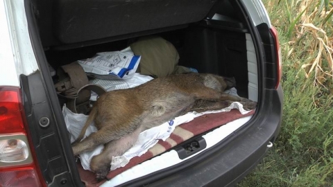 Под Славянском браконьеры убили кабана