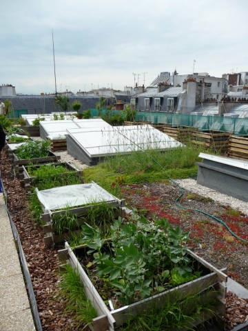 Чиновники Северодонецка предлагают делать огороды на крышах многоэтажек