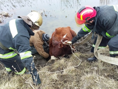 В реке вблизи Краматорска застряла корова