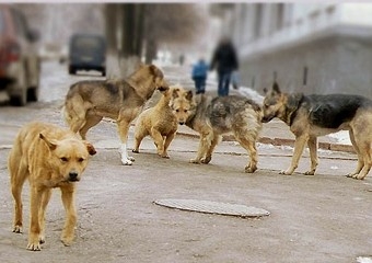 Дружковские бродячие псы "мигрируют" в Харьков