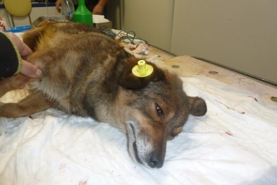 В Доброполье начата программа по стерилизации бездомных животных