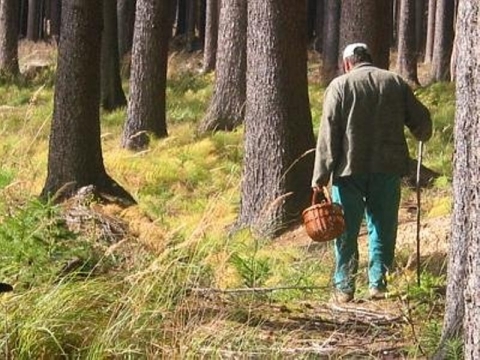 Жителей Северодонецка предупреждают об опасности в лесу