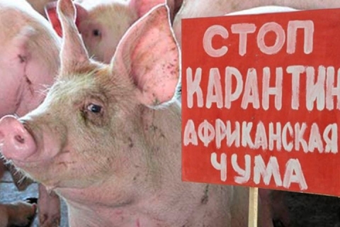 На Добропольщине продлили карантин из-за африканской чумы свиней