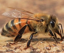 В Сватово массово гибнут пчелы