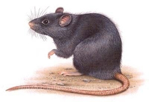 Под Мариуполем детей отравили крысиным ядом