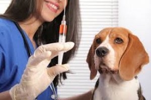 В Мариуполе будут бесплатно вакцинировать животных