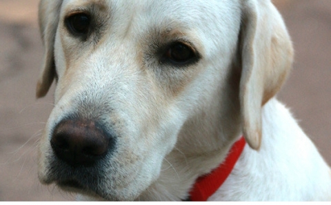 Служебная собака Дели обнаружила у пассажиров поезда в Мариуполе боеприпасы