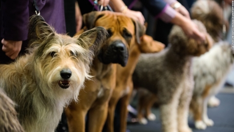 Мариуполь проведет две выставки собак