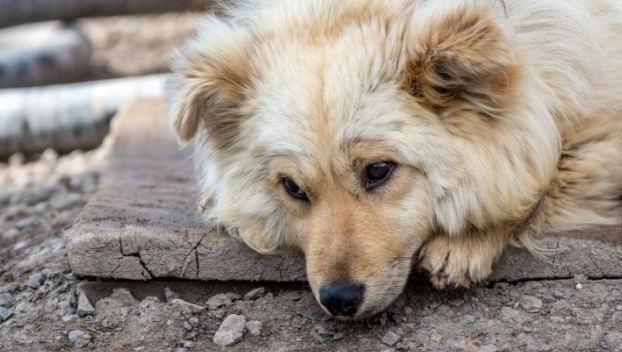 В Лисичанске отравили бездомных собак: Мнения жителей традиционно разделились
