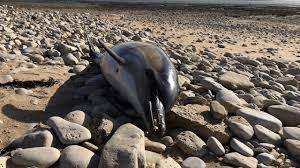 На побережье Азовского моря продолжают находить мертвых дельфинов
