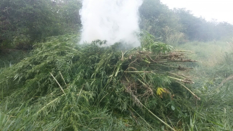 Більше 31000 кущів конопель знищено у Слов’янському районі 