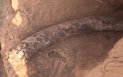 В Константиновке нашли остатки мамонта