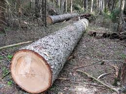 Житель Славянска незаконно вырубил в лесу 350 сосен