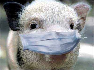 В Мариуполе сжигают туши больных чумой свиней