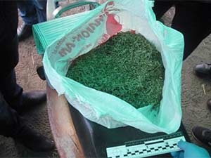 Полицейские Лимана при обыске у местного жителя обнаружили около 2 кг марихуаны