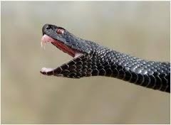В поселке под Мариуполем змеи кусают людей