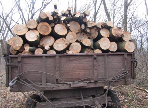 Под Северодонецком злоумышленники проводят массовую вырубку леса