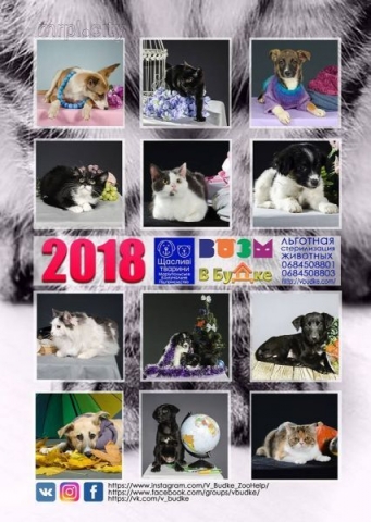 Зоозащитники Мариуполя издали календарь с фотографиями бездомных животных