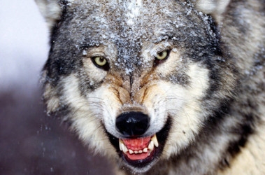 Дикие волки терроризируют жителей Донетччины
