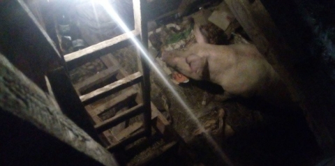 200-килограммовую свинью спасали из глубокого подвала