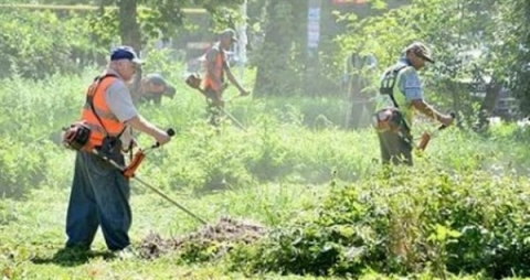 В Славянске на борьбу с сорняками выделили 200 тысяч гривен
