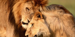 Ради спасения самоубийцы в зоопарке застрелили двух львов