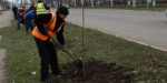 В Дружковке высадили около 40 деревьев