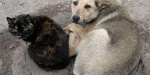 Бездомные животные "наполонили" Константиновку