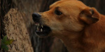 Собаки, коти, куниці і лисиці: На Донеччині фіксують випадки нападів на людей